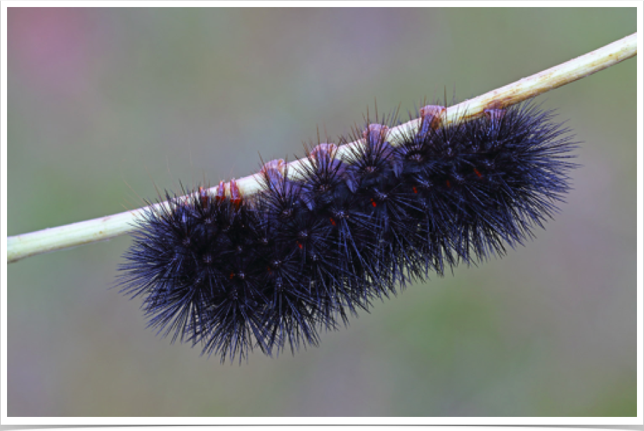 Hypercompe scribonia
Giant Leopard Moth
Noxubee County, Mississippi